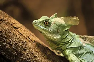 Iguanidae: Frontal lobe basilisk (Basiliscus plumifrons)