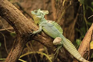 Iguanidae: Frontal lobe basilisk (Basiliscus plumifrons)