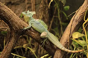 Iguanidae: Frontal lobe basilisk (Basiliscus plumifrons)