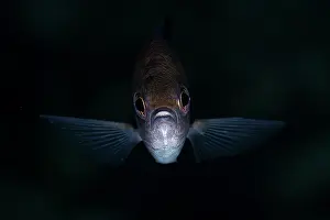 Chromis: Frontal portrait of a Chromis