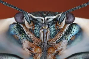 Metal: Frontal view of a Cabbage bug (Eurydema oleracea) with