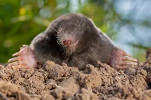 Crawling: Frontal view of a European Mole (Talpa europaea