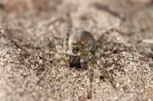 Tuscany: A frontal view of female of Sand Bear-spider (Arctosa perita) in its natural environment