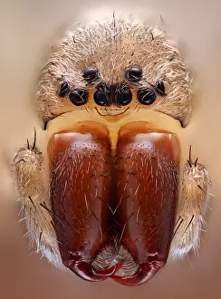 Spiders: Frontal view of a house spider (Tegenaria) with its