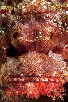 Dragon: Frontalansicht von Kopf von roter Bartiger Drachenkopf