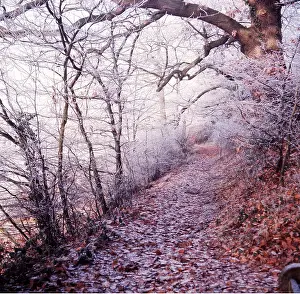 Sympathy: Frost