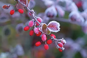 Berberis: Frost on Berberis Barbarossa