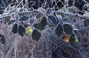 Bramble: FROST - on bramble