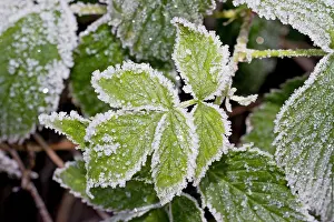 Fruticosa: Frost on Bramble leaves