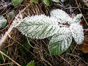 Bramble: Frost on bramble leaves - UK