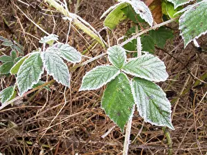 Bramble: Frost on bramble leaves - UK