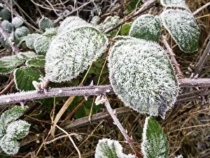 Bramble: Frost on bramble leaves - UK