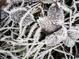 Bramble: Frost on bramble leaves - UK