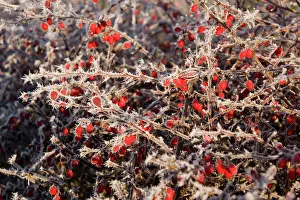 Cotoneaster: Frost on Cotoneaster Berries