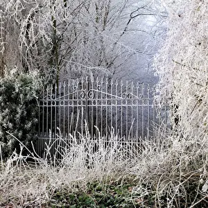 Gates: Frost covered gates and trees