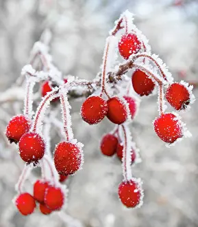 Hawthorns: Frost covered Red Hawthorn berries