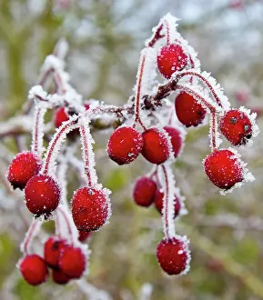 Hawthorns: Frost covered Red Hawthorn berries