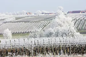 Frosts: Frost - covering crops and fields
