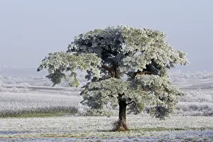 Evergreens: Frost - covering fields and pine tree