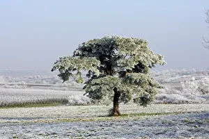 Evergreens: Frost - covering fields and pine tree