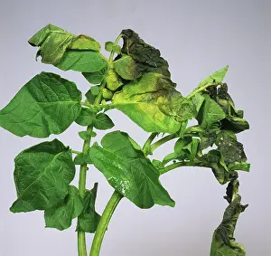 Necroses: Frost damage to potato foliage