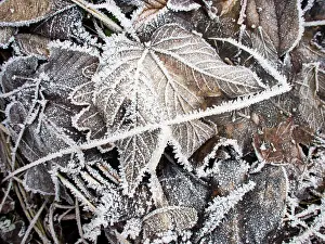Fallen: Frost on fallen leaves - UK