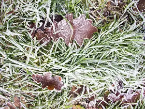 Fallen: Frost on fallen leaves - UK