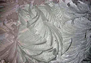 Feathery: Frost Fans