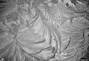 Feathery: Frost Fans