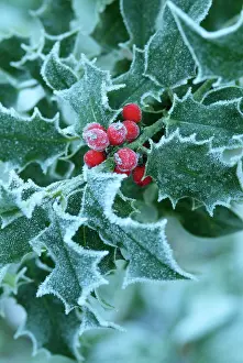 Berry: Frost on Holly leaves