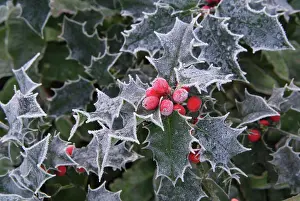 Berry: Frost on Holly leaves