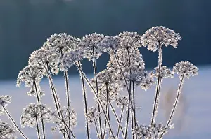 Formed: Frost - ice crystals formed on dry grasses - severe