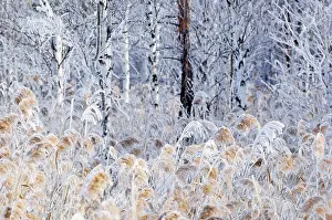 Formed: Frost - ice crystals formed on dry reeds and branches
