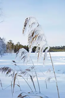 Formed: Frost - ice crystals formed on dry reeds - early