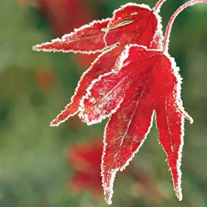 Maples: Frost on Maple Leaf