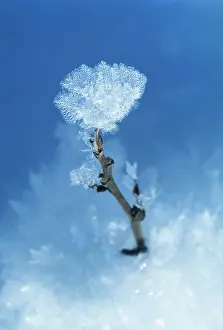 Strengthen: Frost on plant