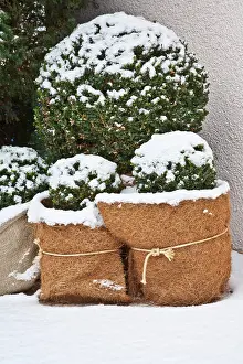 Sack: Frost-protected plants, box tree, winter, snow