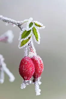 Hips: Frost on a rose hip - winter