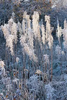 Chamerion: Frost on Rosebay Willowherb / Fireweed
