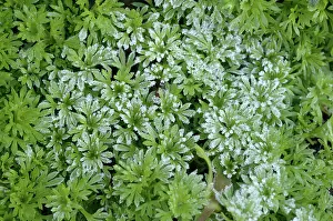 Saxifrage: Frost on saxifrage