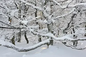 Hohneck: Beech