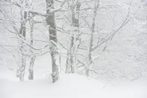 Hohneck: Beech