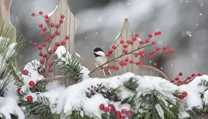 Poecile: Frost is the solid deposition of water vapor from