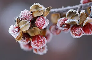 Vapor: Frost is the solid deposition of water vapor from saturated