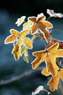 Pseudoplatanus: Frost on Sycamore leaves