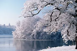 Lakeside: Frost - winter - lakeside vegetation through the seasons