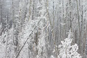 Tangled: Frosted forest at dawn in winter