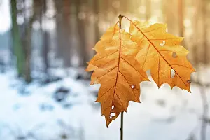 Flare: Two frosted maple leaves hang off a small tree in