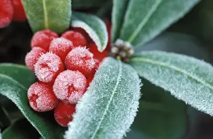 Skimmia: Frosted SKIMMIA