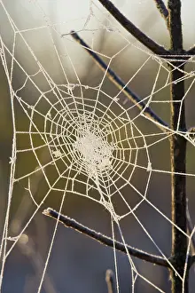 Argiope: Frosted Spider Web